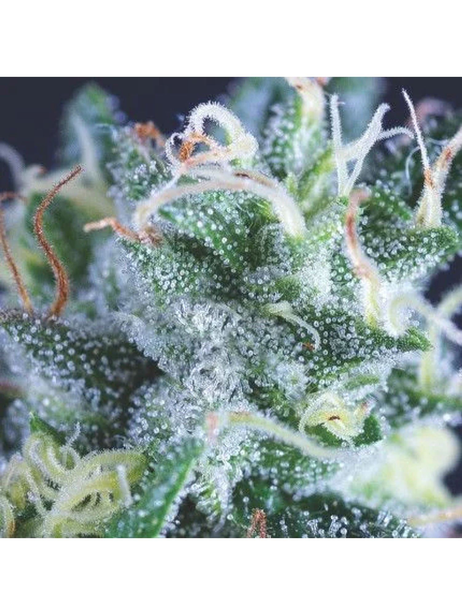 Gelato Auto X3+1-Pyramid Seeds 1