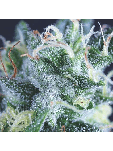GELATO AUTO X3+1-PYRAMID SEEDS 1