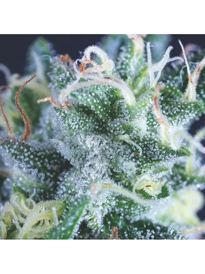 Gelato Auto X3+1-Pyramid Seeds 1