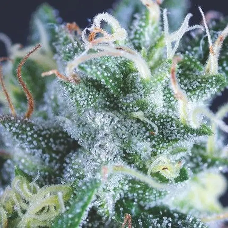 Gelato Auto X3+1-Pyramid Seeds 1