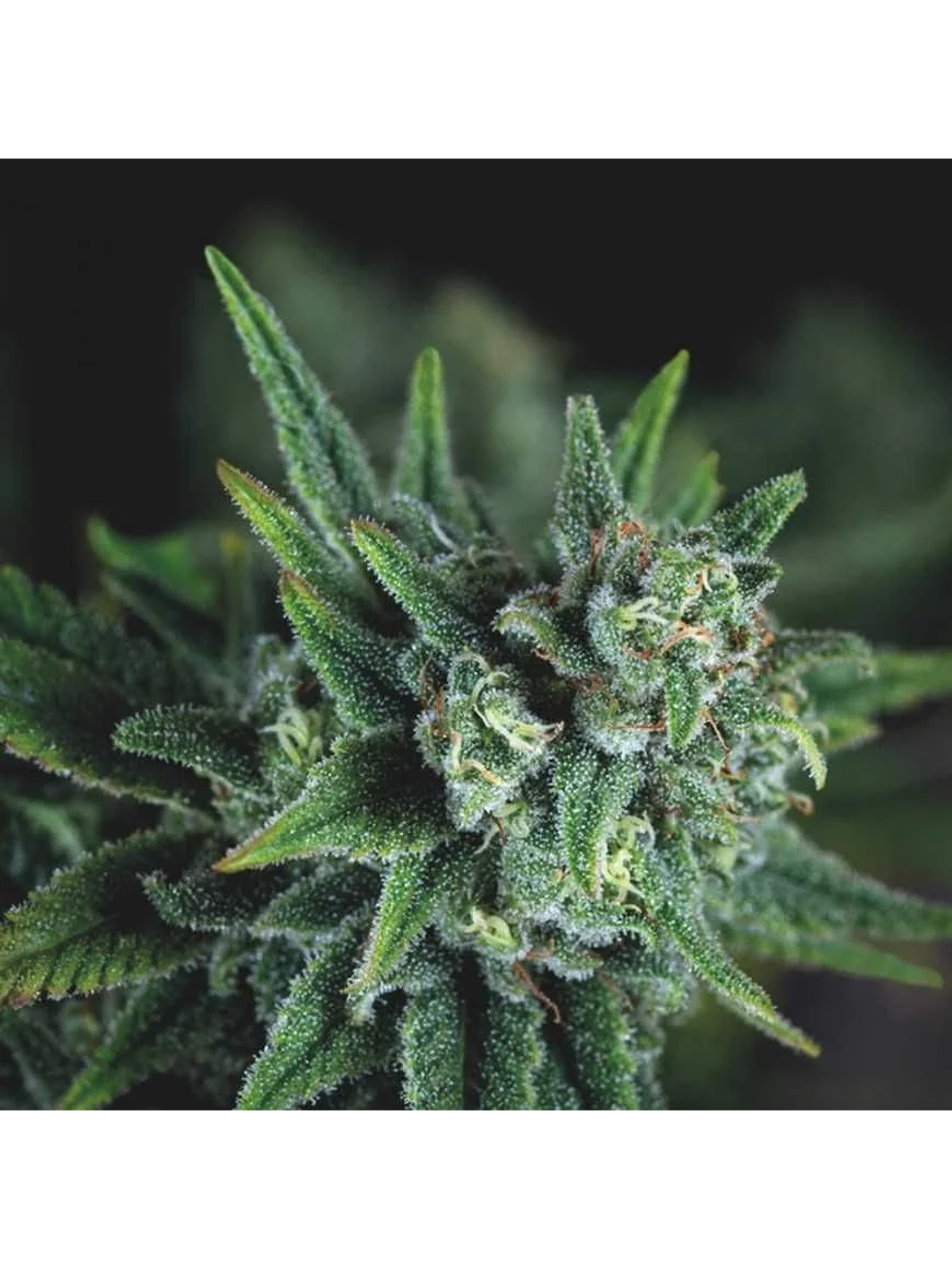 Galaxy Fast X3+1 - Pyramid Seeds 1