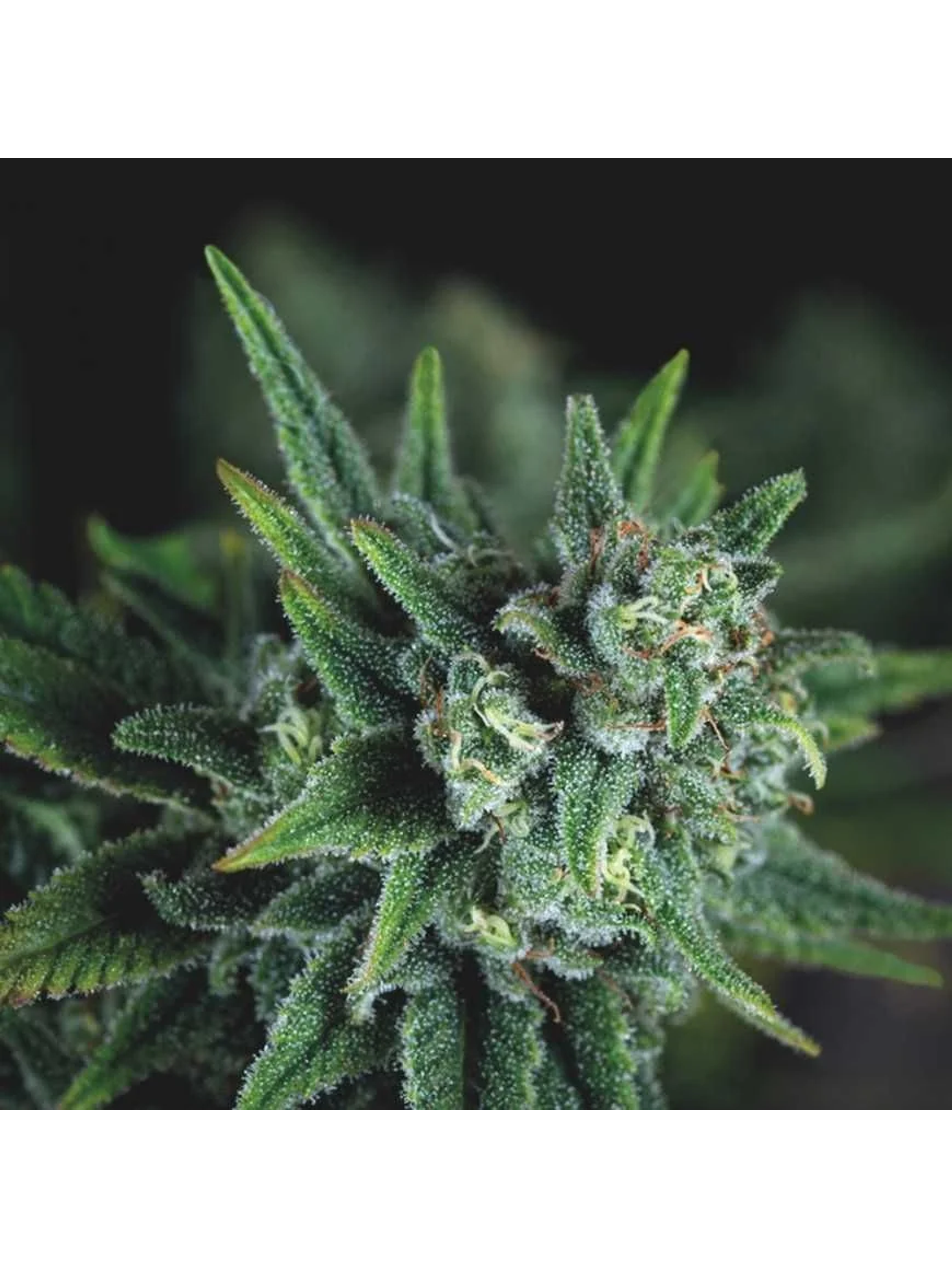 Galaxy Fast X3+1 - Pyramid Seeds 1