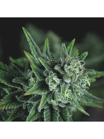 GALAXY FAST X3+1 - PYRAMID SEEDS 1