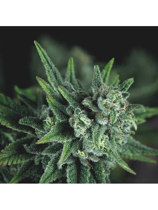 GALAXY FAST X3+1 - PYRAMID SEEDS 1