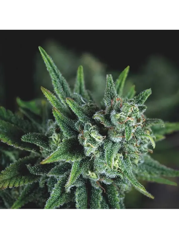 Galaxy Fast X3+1 - Pyramid Seeds 1