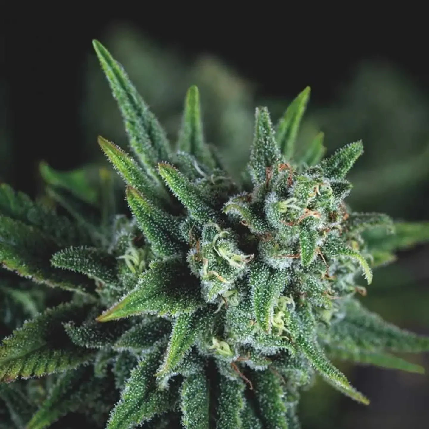Galaxy Fast X3+1 - Pyramid Seeds 1