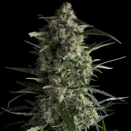 Galaxy Fem -Pyramid Seeds (X5+2/X3+1/X1) 1