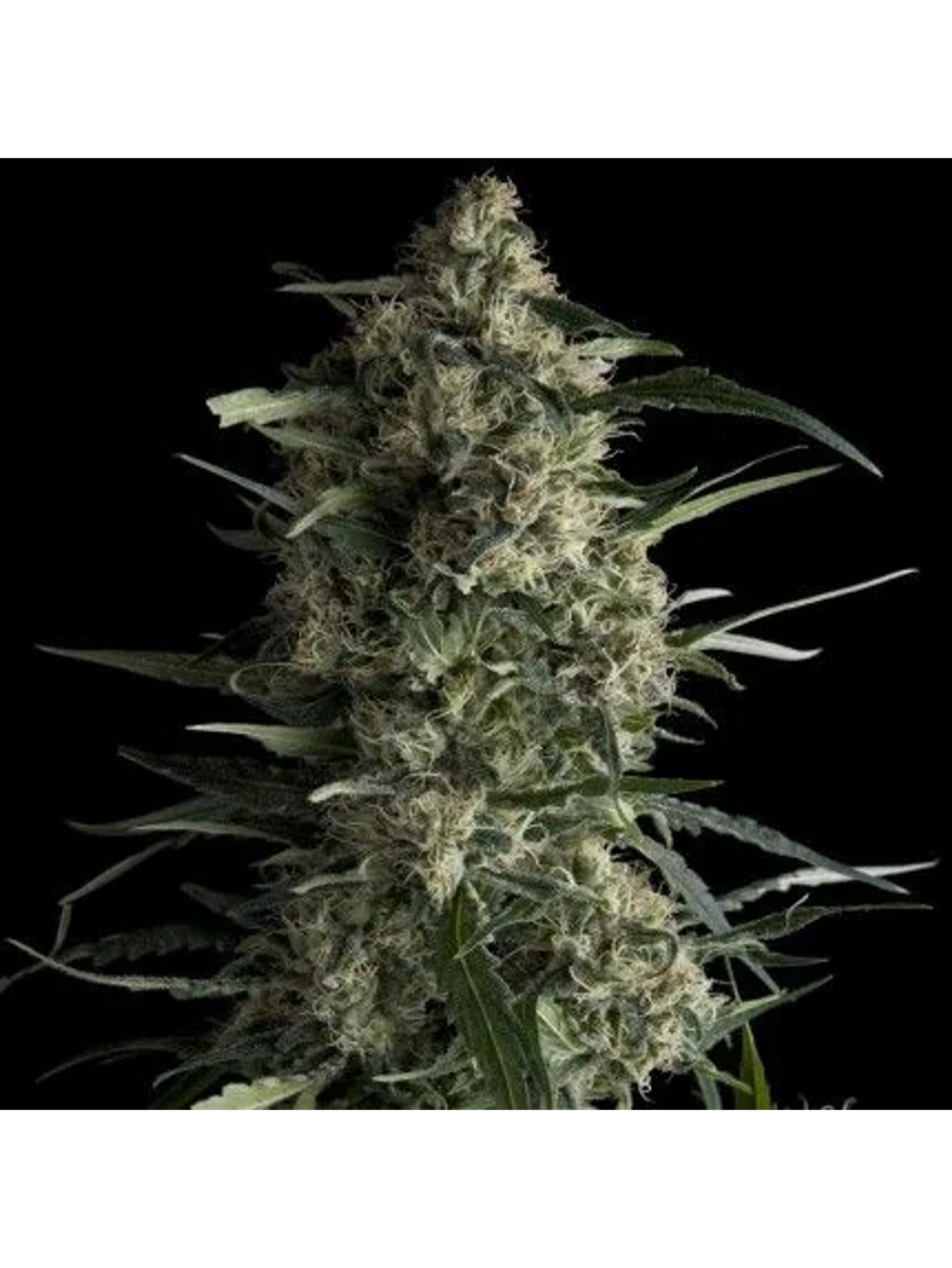 Galaxy Fem -Pyramid Seeds (X5+2/X3+1/X1) 1