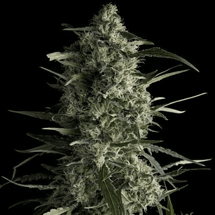 GALAXY  FEM X5+2-PYRAMID SEEDS
