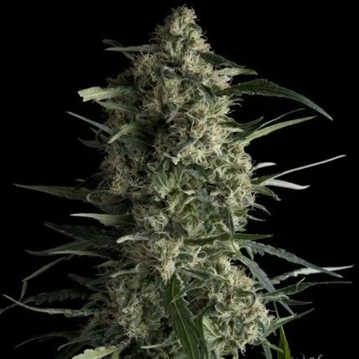 Galaxy Fem -Pyramid Seeds (X5+2/X3+1/X1) 1