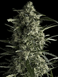 Galaxy  Fem X5+2-Pyramid Seeds - Miniatura 1