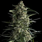 Galaxy Fem -Pyramid Seeds (X5+2/X3+1/X1) - Miniatura 1
