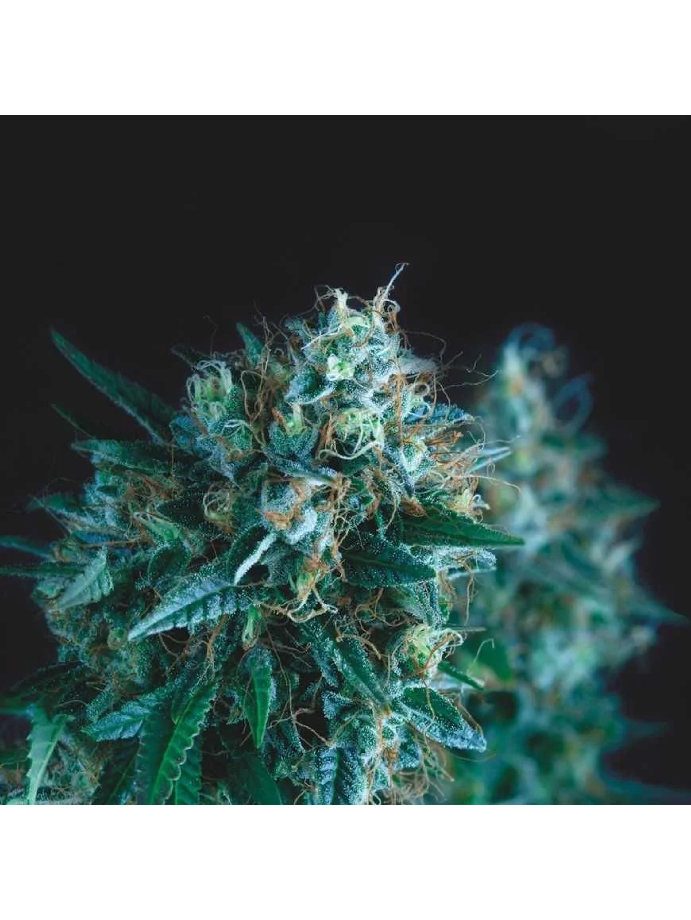 Gorila Fast X3+1 - Pyramid Seeds 1