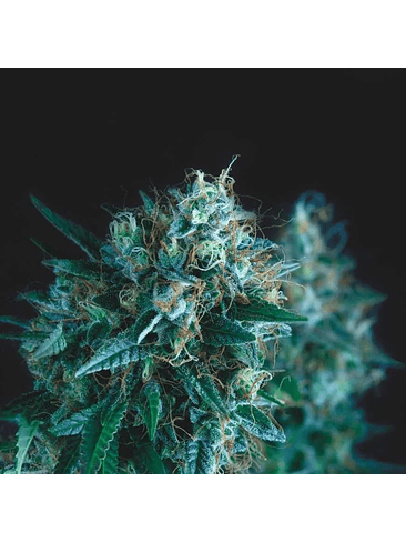 GORILA FAST X3+1 - PYRAMID SEEDS 1