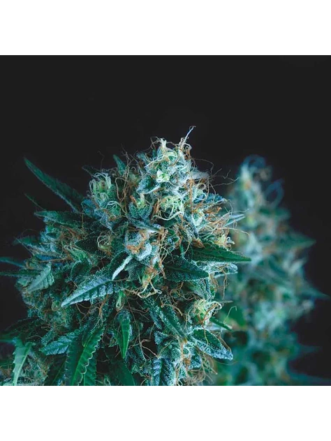 Gorila Fast X3+1 - Pyramid Seeds 1