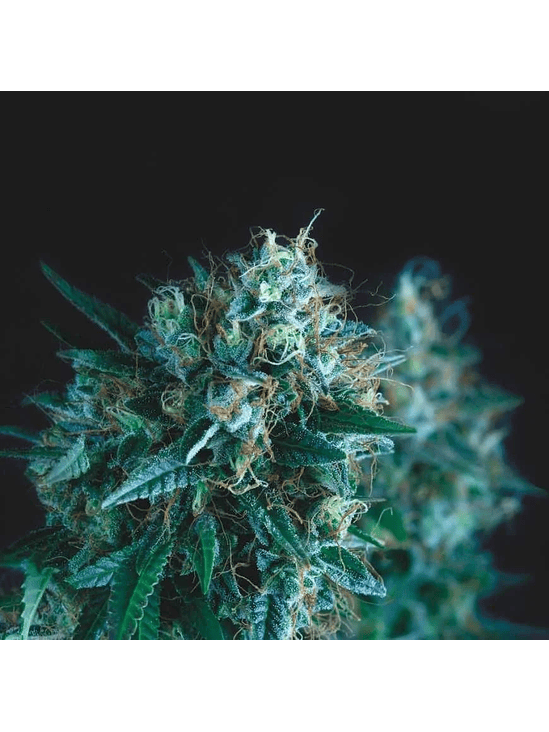 GORILA FAST X3+1 - PYRAMID SEEDS 1