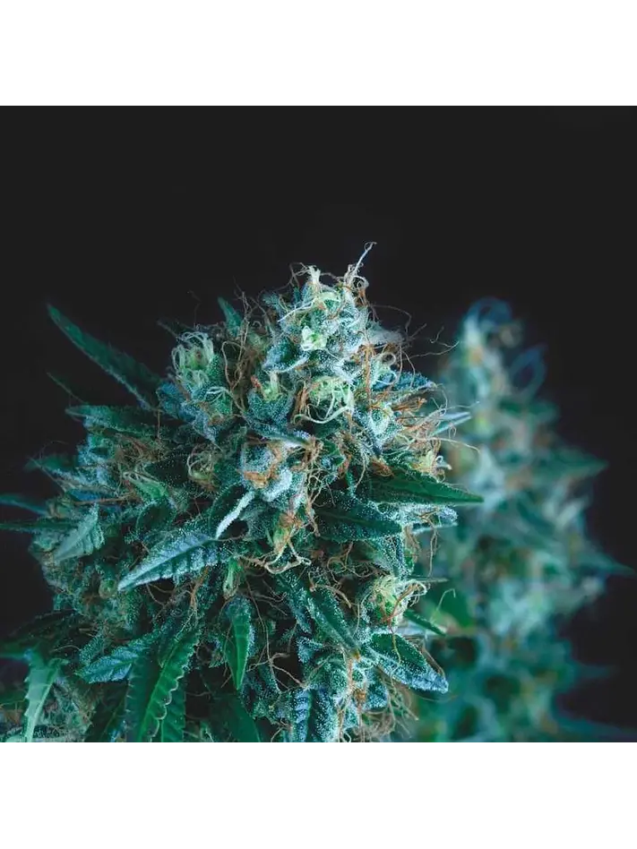 Gorila Fast X3+1 - Pyramid Seeds 1