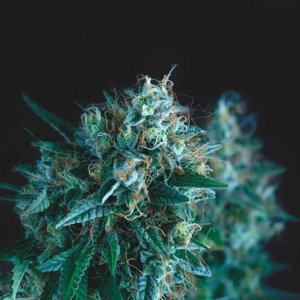 Gorila Fast X3+1 - Pyramid Seeds 1