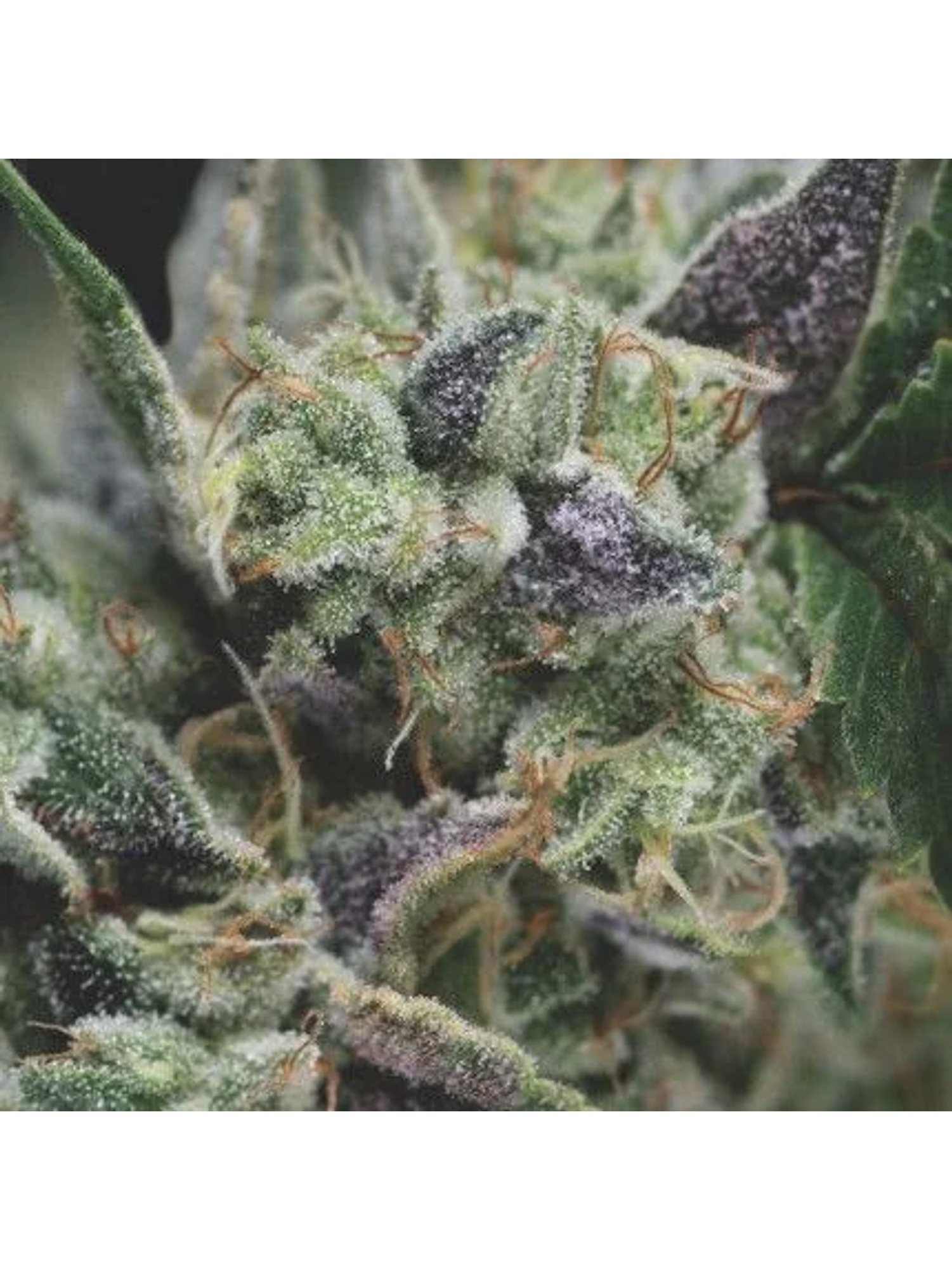 Gorila Auto X3+1-Pyramid Seeds 1