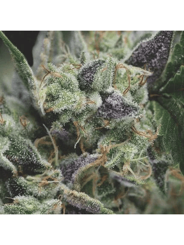 GORILA AUTO X3+1-PYRAMID SEEDS 1