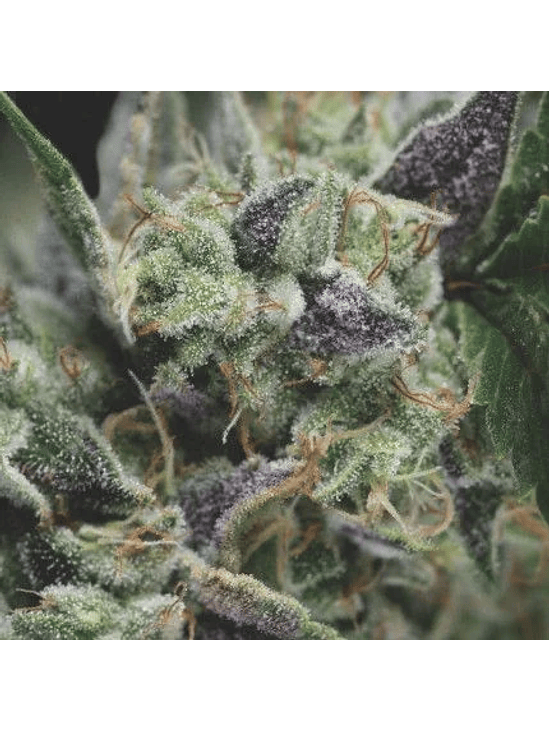 GORILA AUTO X3+1-PYRAMID SEEDS 1