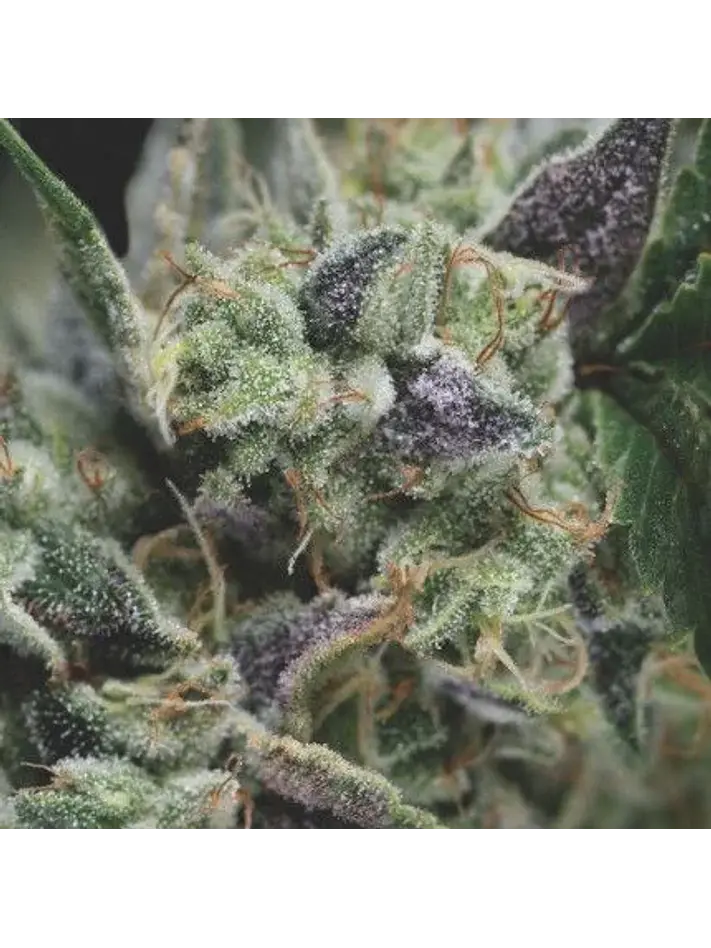 Gorila Auto X3+1-Pyramid Seeds 1