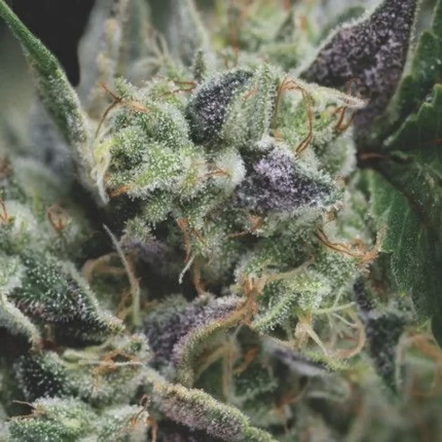 Gorila Auto X3+1-Pyramid Seeds 1