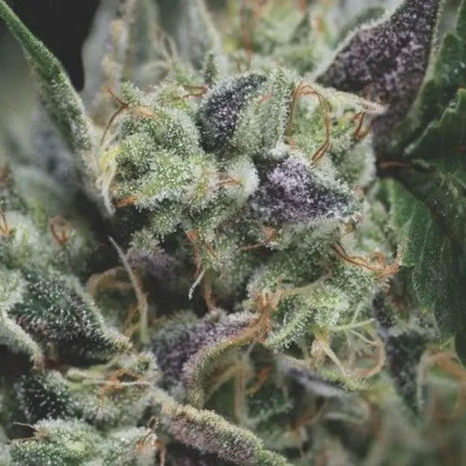 Gorila Auto X3+1-Pyramid Seeds 1