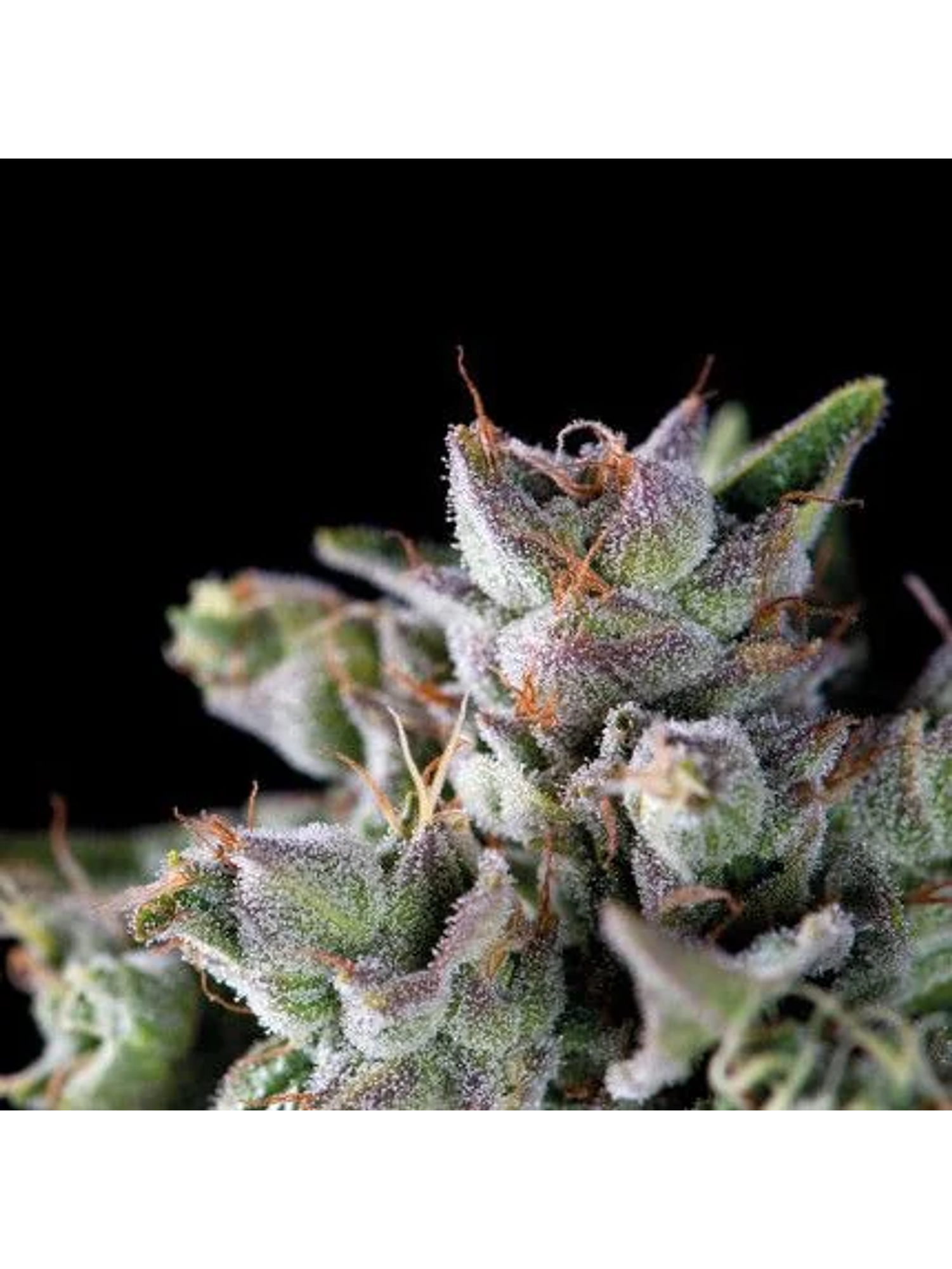 Gorila Fem -Pyramid Seeds (X5+2/X3+1/X1) 1