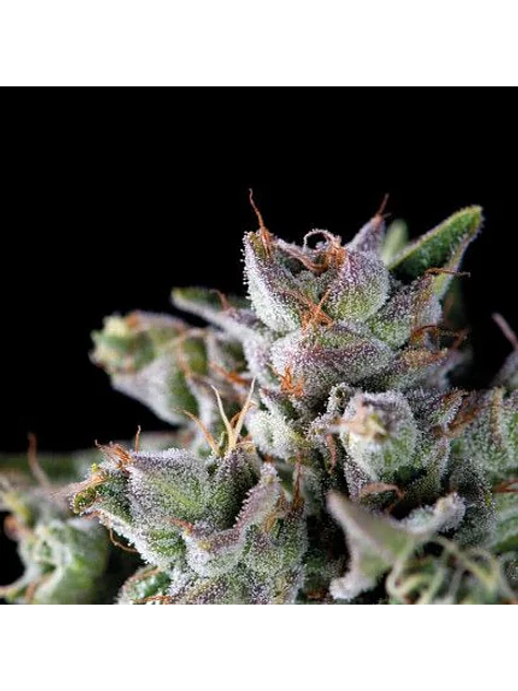 Gorila Fem -Pyramid Seeds (X5+2/X3+1/X1) 1