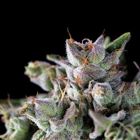 Gorila Fem -Pyramid Seeds (X5+2/X3+1/X1)