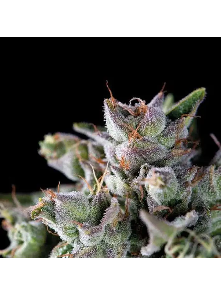 Gorila Fem -Pyramid Seeds (X5+2/X3+1/X1) 1