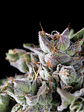 Gorila  Fem X5+2-Pyramid Seeds - Miniatura 1