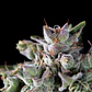 Gorila Fem -Pyramid Seeds (X5+2/X3+1/X1) - Miniatura 1
