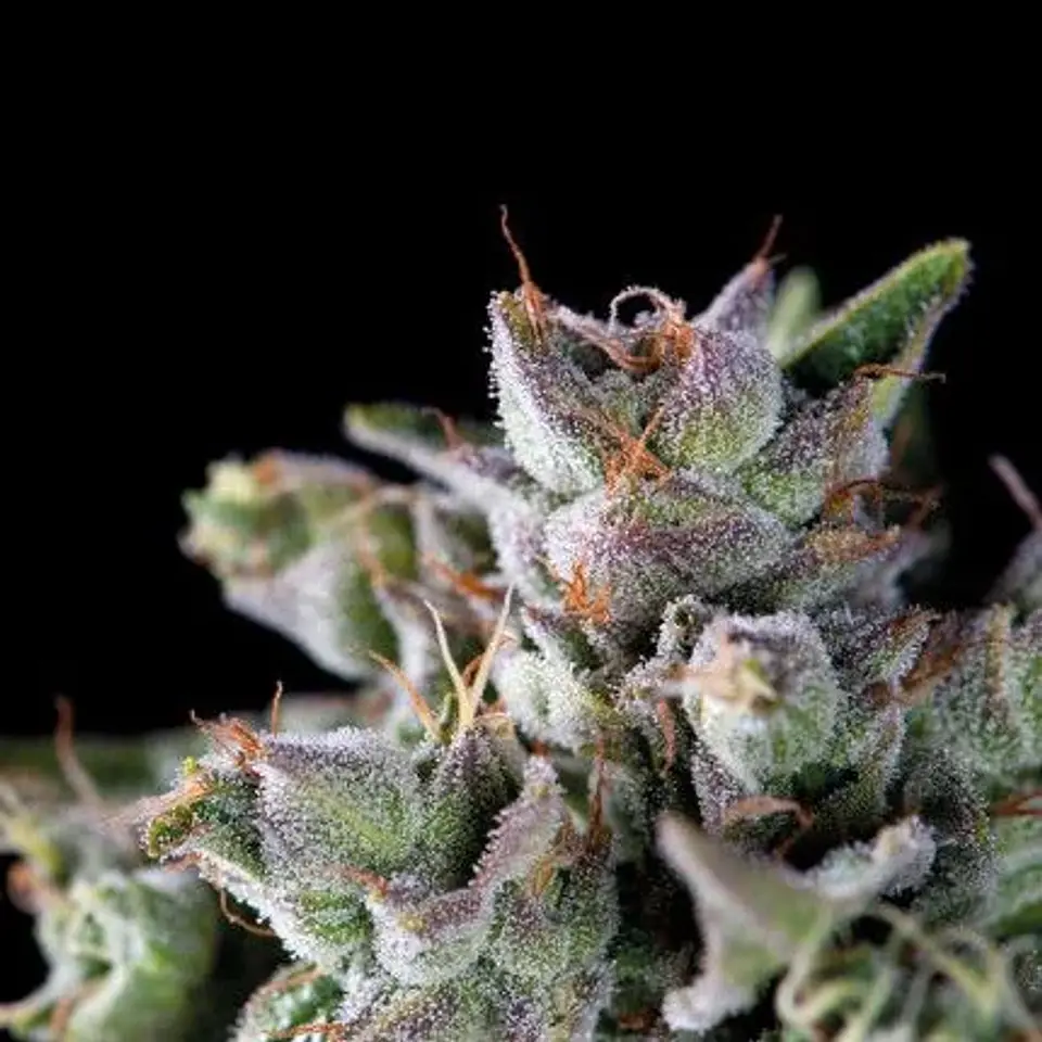 Gorila Fem -Pyramid Seeds (X5+2/X3+1/X1) 1