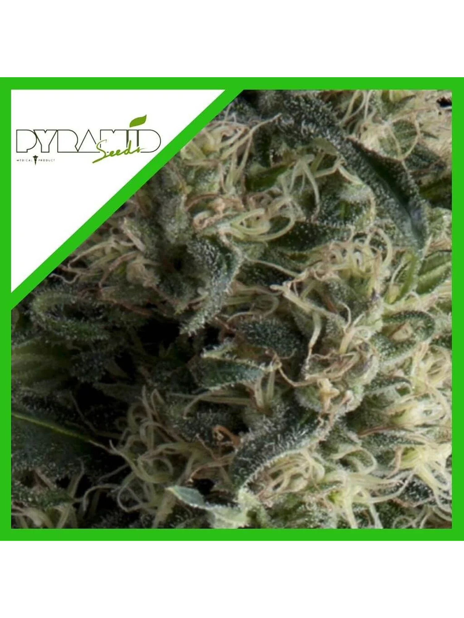 Galaxy Auto X3+1-Pyramid Seeds 1