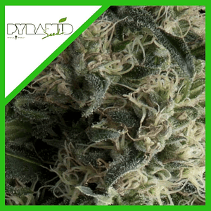 Galaxy Auto X3+1-Pyramid Seeds