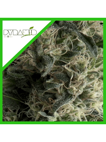 GALAXY AUTO X3+1-PYRAMID SEEDS 1