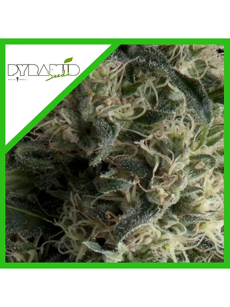 Galaxy Auto X3+1-Pyramid Seeds 1