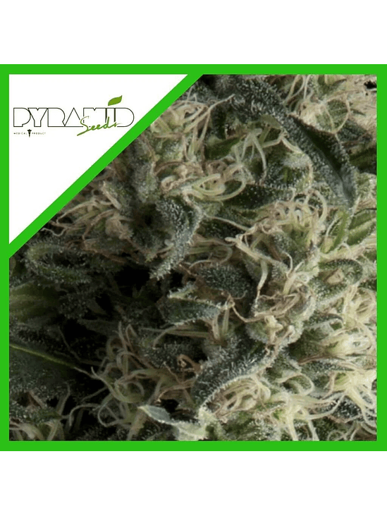 GALAXY AUTO X3+1-PYRAMID SEEDS 1