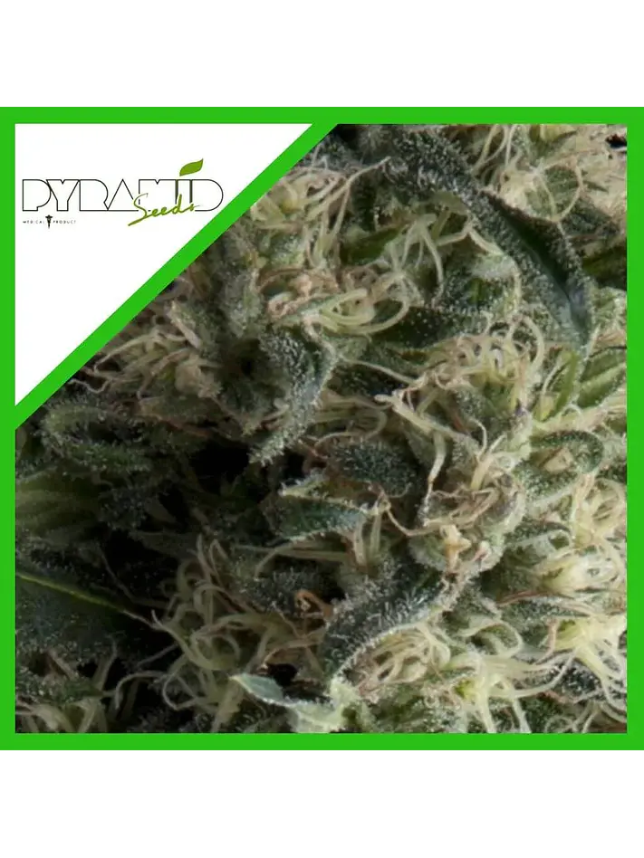 Galaxy Auto X3+1-Pyramid Seeds 1