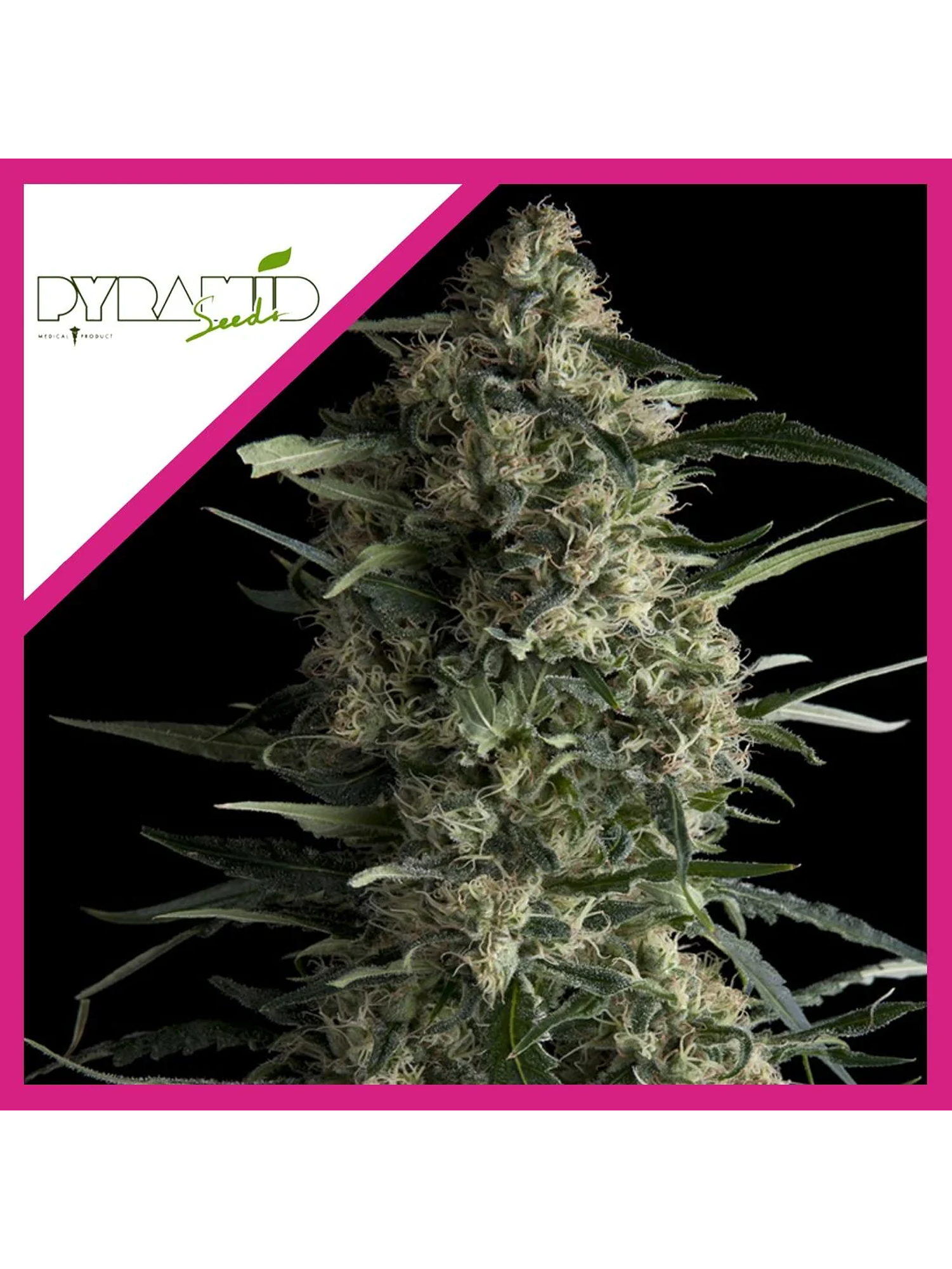 Galaxy Cbd Fem X3-Pyramid Seeds 1