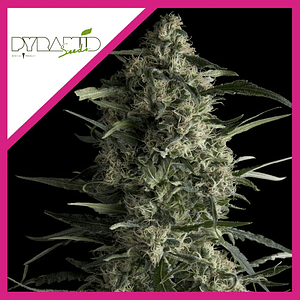 Galaxy Cbd  Fem X3-Pyramid Seeds