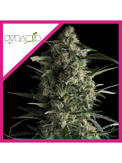 Galaxy Cbd Fem X3-Pyramid Seeds 1