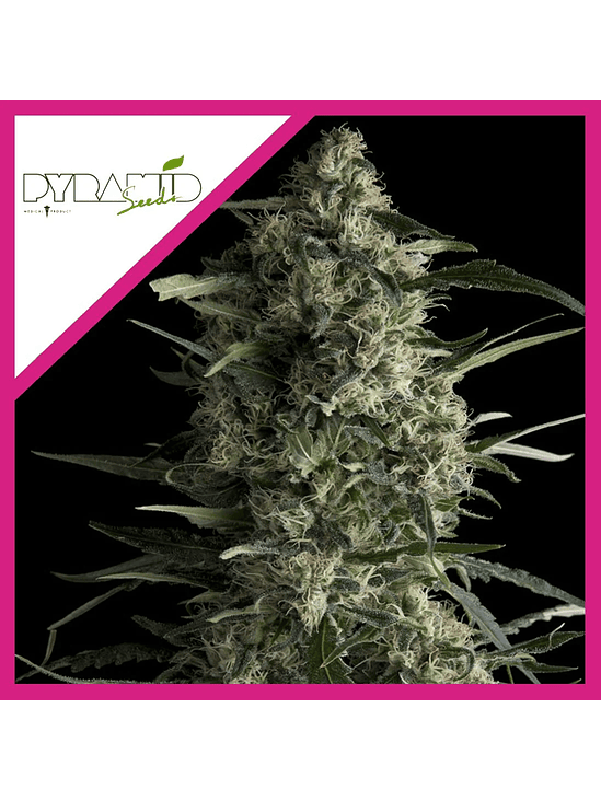 GALAXY CBD  FEM X3-PYRAMID SEEDS 1