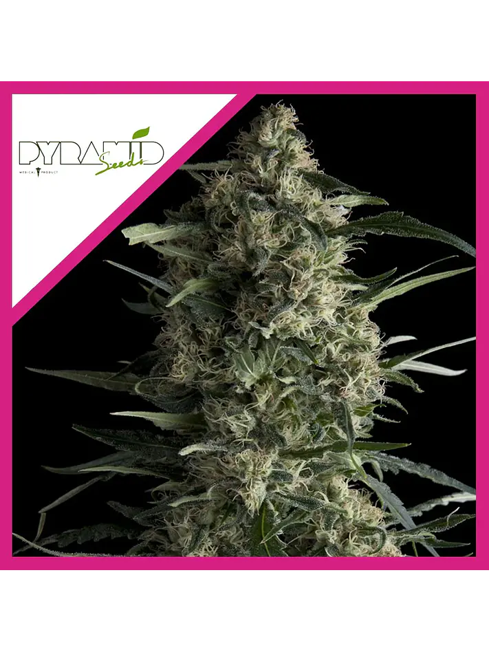 Galaxy Cbd Fem X3-Pyramid Seeds 1
