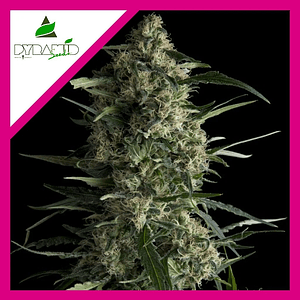 Galaxy  Fem X1-Pyramid Seeds