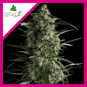 GALAXY  FEM X1-PYRAMID SEEDS