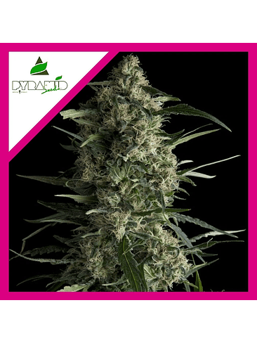 GALAXY  FEM X1-PYRAMID SEEDS 1