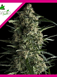 Galaxy  Fem X1-Pyramid Seeds - Miniatura 1